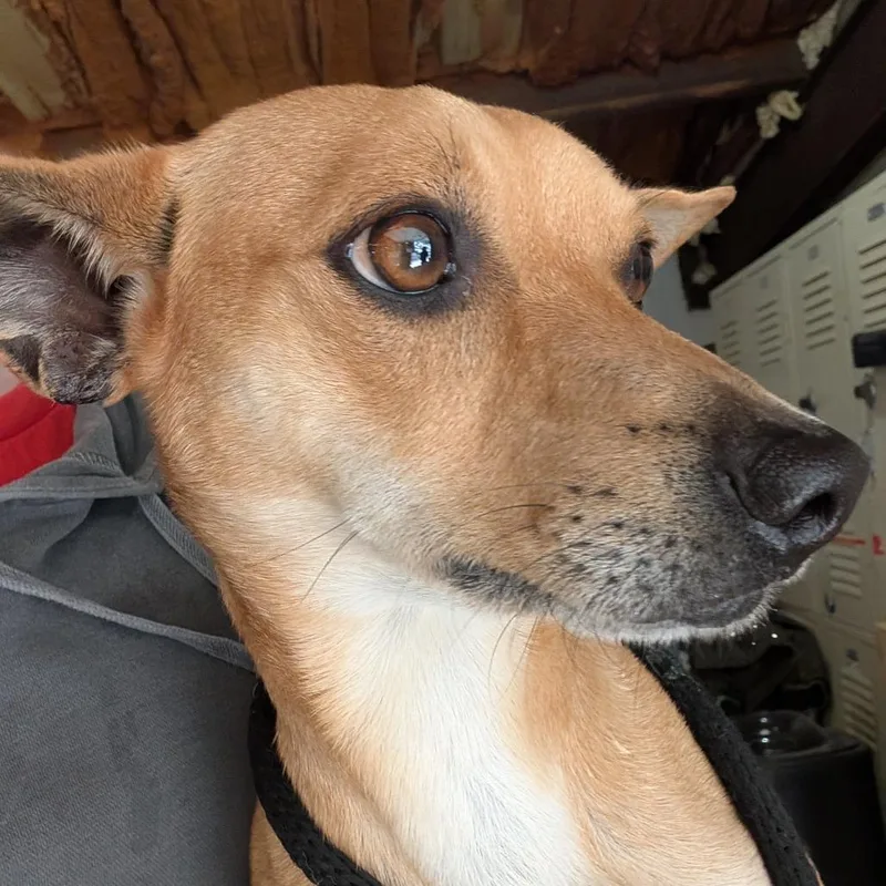 A young small-sized male Red / Chestnut / Orange Mixed Breed dog named Jolly for adoption in Leander, TX