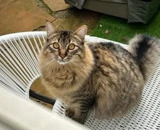 Linx