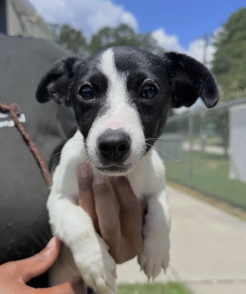 Pup Diane thumbnail 2