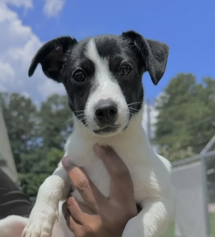 Pup Diane thumbnail 3
