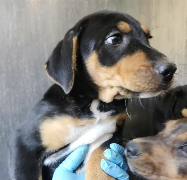 A baby small-sized male Labrador Retriever dog named Apollo for adoption in San Antonio, TX