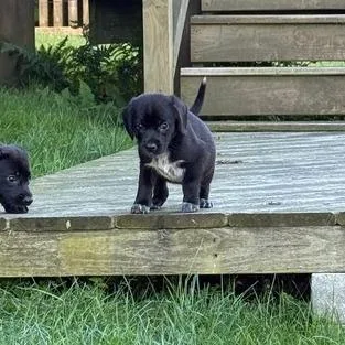 A baby small-sized female Black Mixed Breed dog named Fool For Your Love for adoption in Fredericksburg, VA