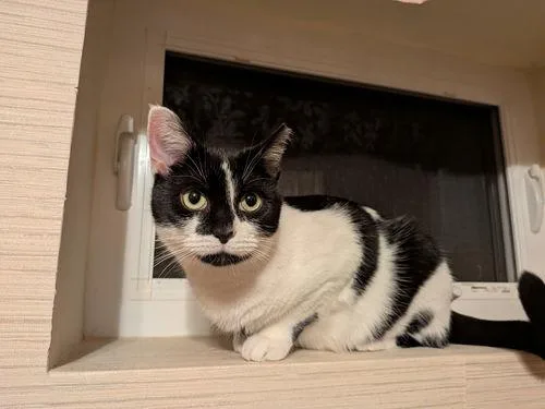 A young medium-sized female Domestic Short Hair cat named Big Mama for adoption in Philadelphia, PA