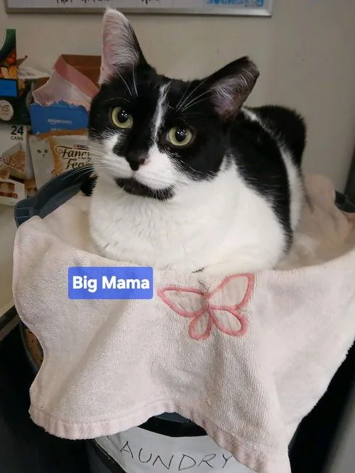 Big Mama thumbnail 2