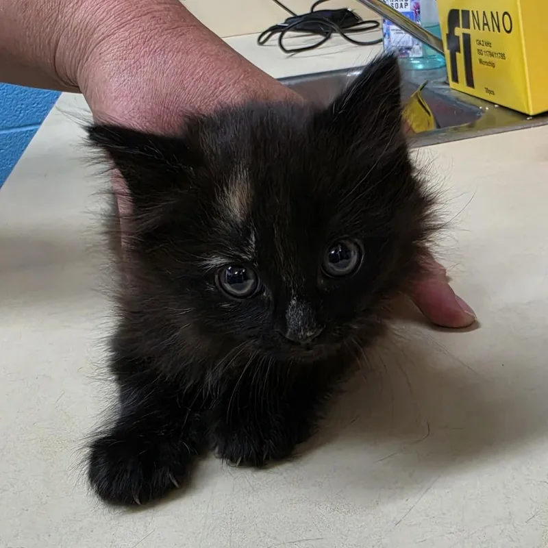 A baby small-sized female Black Domestic Medium Hair cat named Brie for adoption in Ardmore, OK