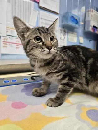 A young small-sized male Domestic Short Hair cat named Jazz for adoption in Roseville, CA