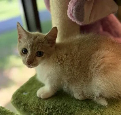 A young small-sized female Orange & White Domestic Short Hair cat named Ardi Gasna for adoption in Midland, VA