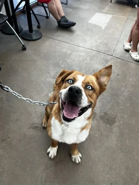 An adult large-sized male Mixed Breed dog named Dino for adoption in Dallas, TX