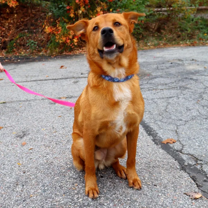 An adult large-sized male Golden Mixed Breed dog named Baxton for adoption in Warwick, RI