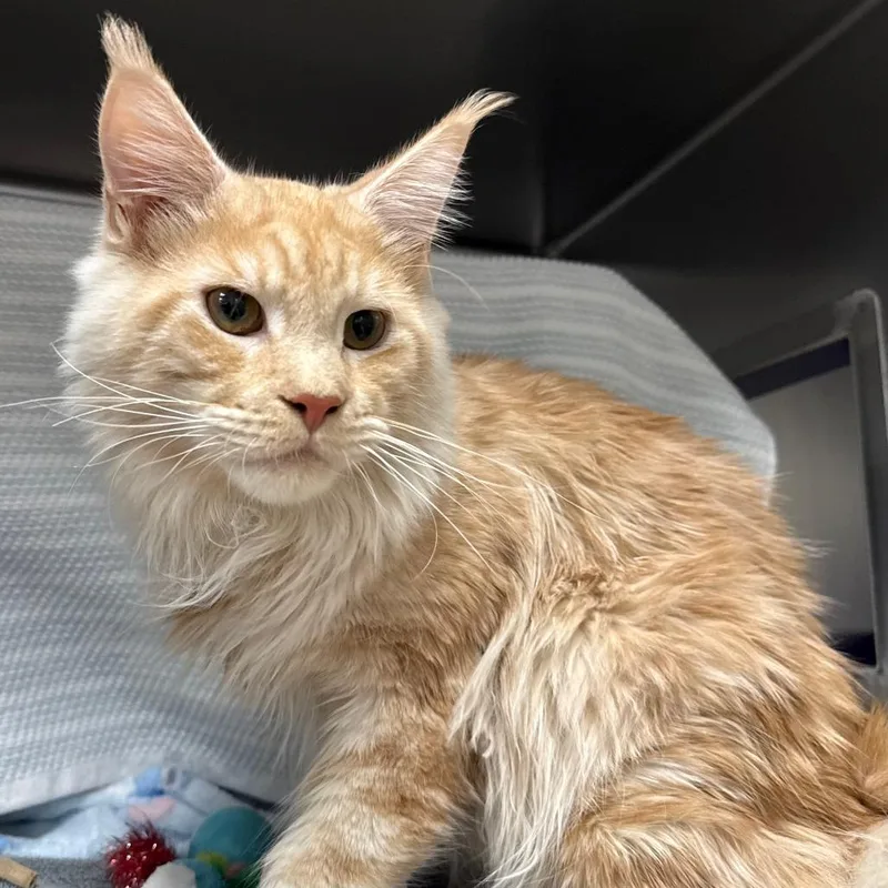A young large-sized male Maine Coon cat named Leo for adoption in Springfield, MA