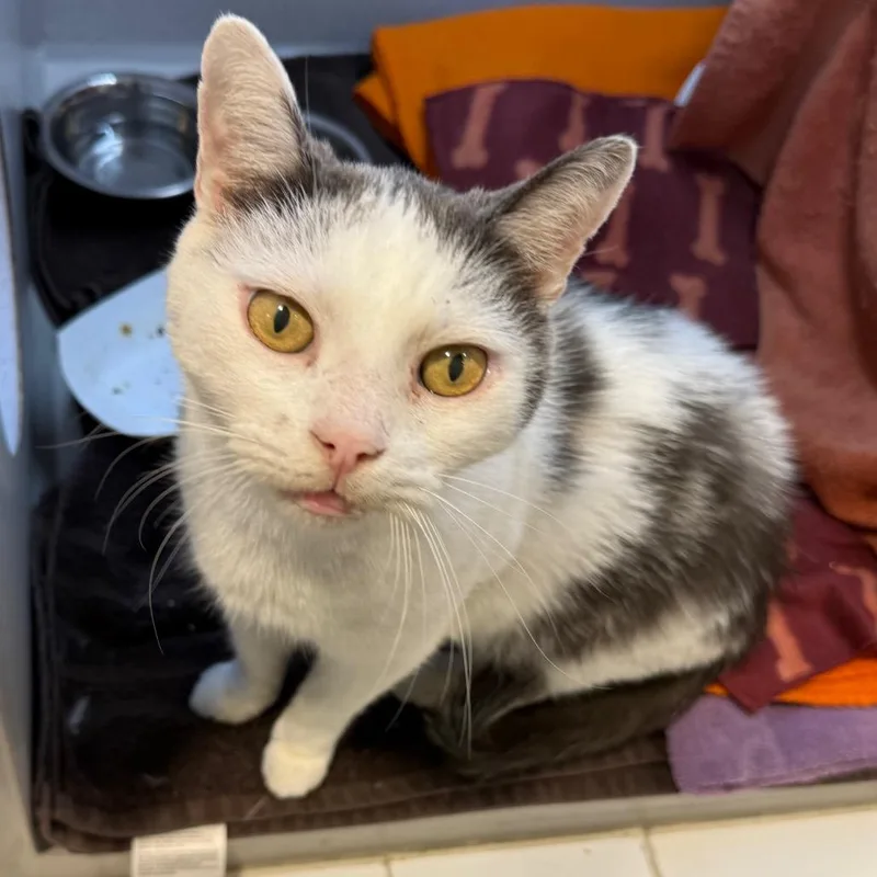 A senior medium-sized male White Domestic Short Hair cat named Patch for adoption in Pittsburgh, PA