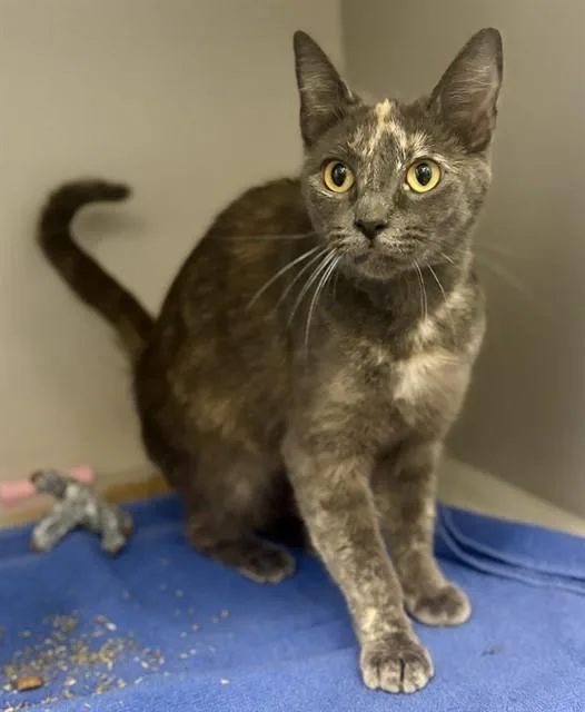 A young medium-sized female Domestic Short Hair cat named Furcula for adoption in Kalamazoo, MI