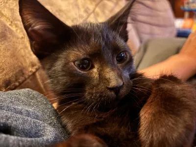 A baby medium-sized female Black Domestic Short Hair cat named Odelia for adoption in Mokena, IL