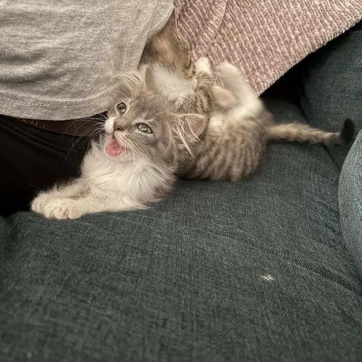 A baby small-sized female Gray / Blue / Silver Domestic Short Hair cat named Kale Salad for adoption in Austin, TX