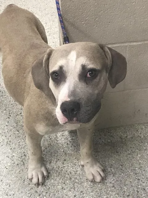 A young large-sized male Pit Bull Terrier dog named Vigo for adoption in Conroe, TX
