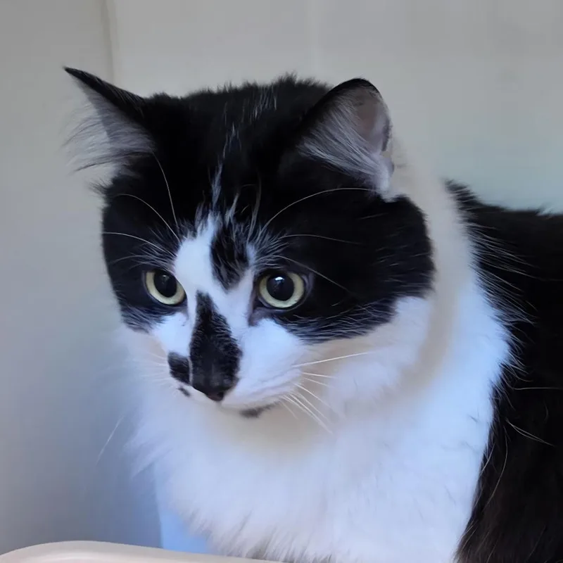 An adult large-sized male Domestic Medium Hair cat named Techno for adoption in Cumming, GA