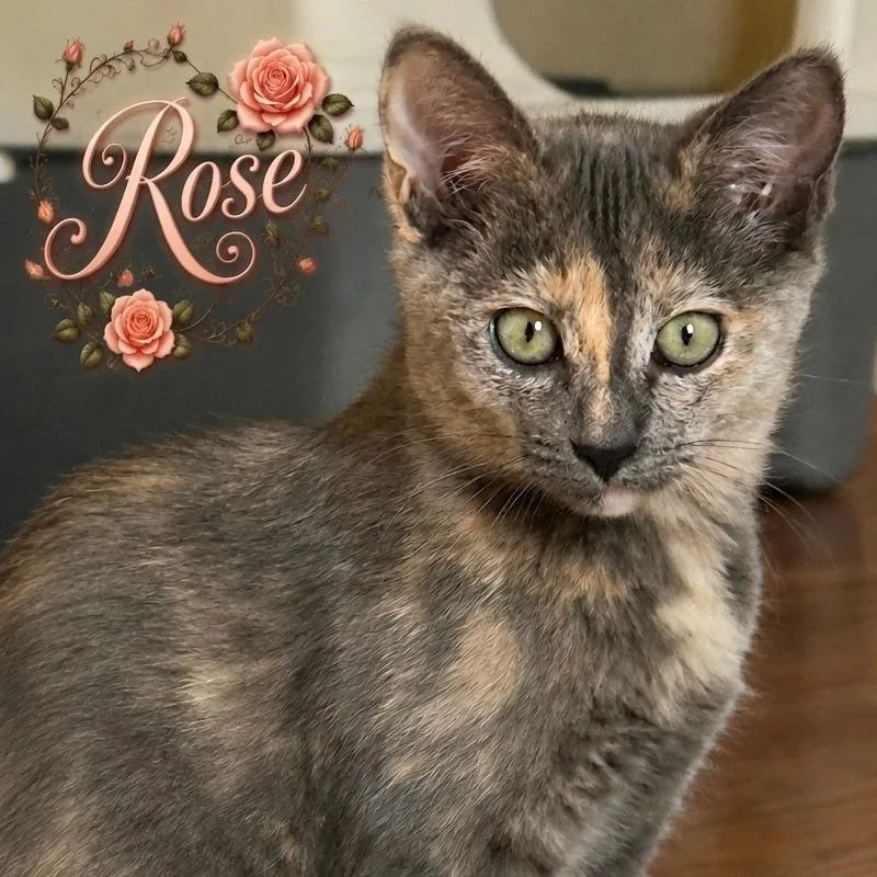 A baby medium-sized female Dilute Tortoiseshell Domestic Short Hair cat named Rose for adoption in Murfreesboro, TN