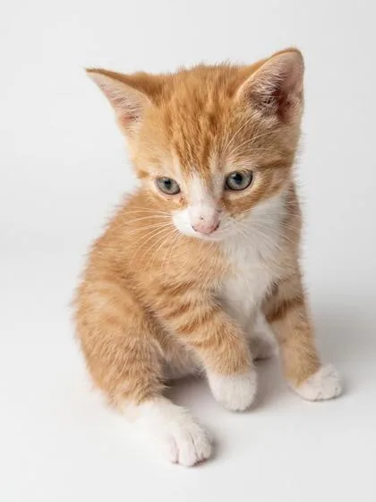 A baby medium-sized male Orange & White Domestic Short Hair cat named Jack for adoption in Bedford, IN