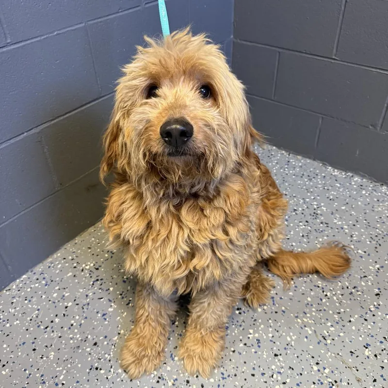 An adult medium-sized male Golden Poodle dog named Mr. Snuffleupagus for adoption in Pasadena , MD