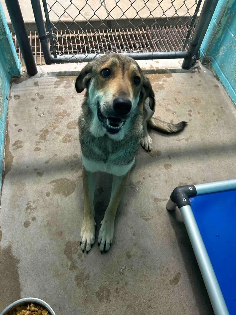 A young large-sized female Akbash dog named Cutie Pie for adoption in Glen Rose, TX