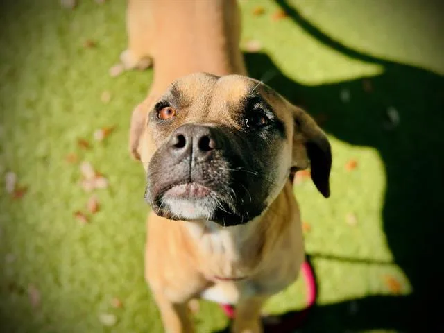 Coco
