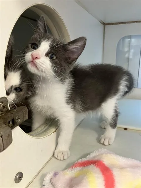 A baby small-sized female Domestic Short Hair cat named Naya for adoption in Long Beach, CA