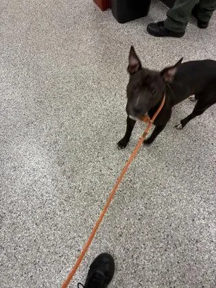 An adult medium-sized female Terrier dog named Zinnia for adoption in Gastonia, NC