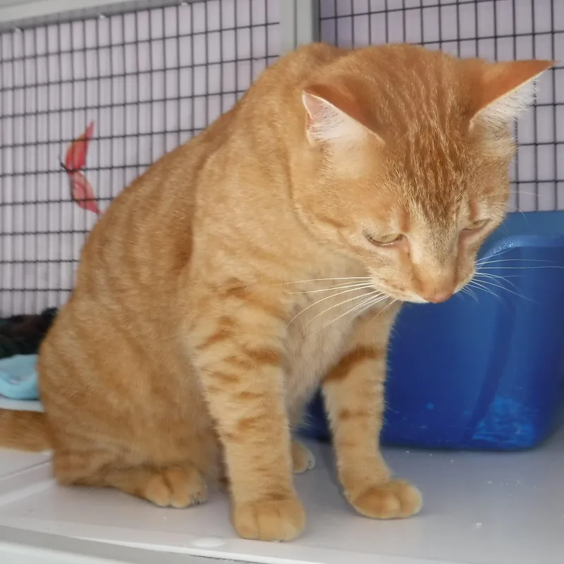 Tangerine  Gorgeous & thumbnail 2