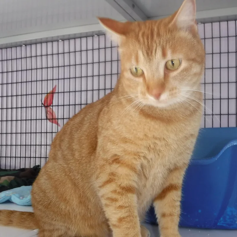 An adult medium-sized female Tabby (Orange / Red) Tabby cat named Tangerine  Gorgeous & for adoption in Hoquiam, WA