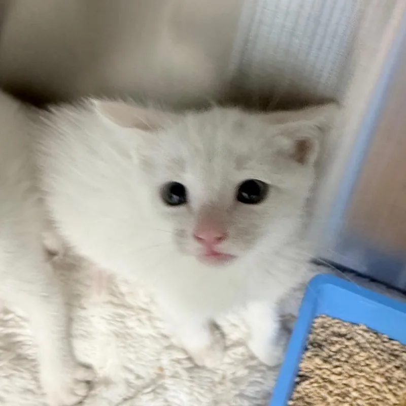 A baby small-sized female White Domestic Short Hair cat named Snow for adoption in Jupiter, FL