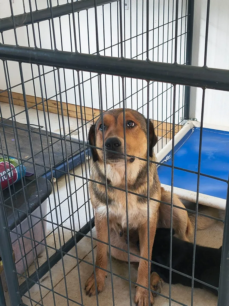 An adult large-sized female Shepherd dog named Sadie Mae for adoption in Stover, MO