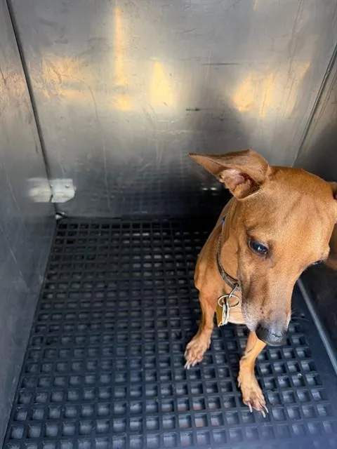 An adult small-sized male Chihuahua dog named Bean for adoption in Dallas, TX