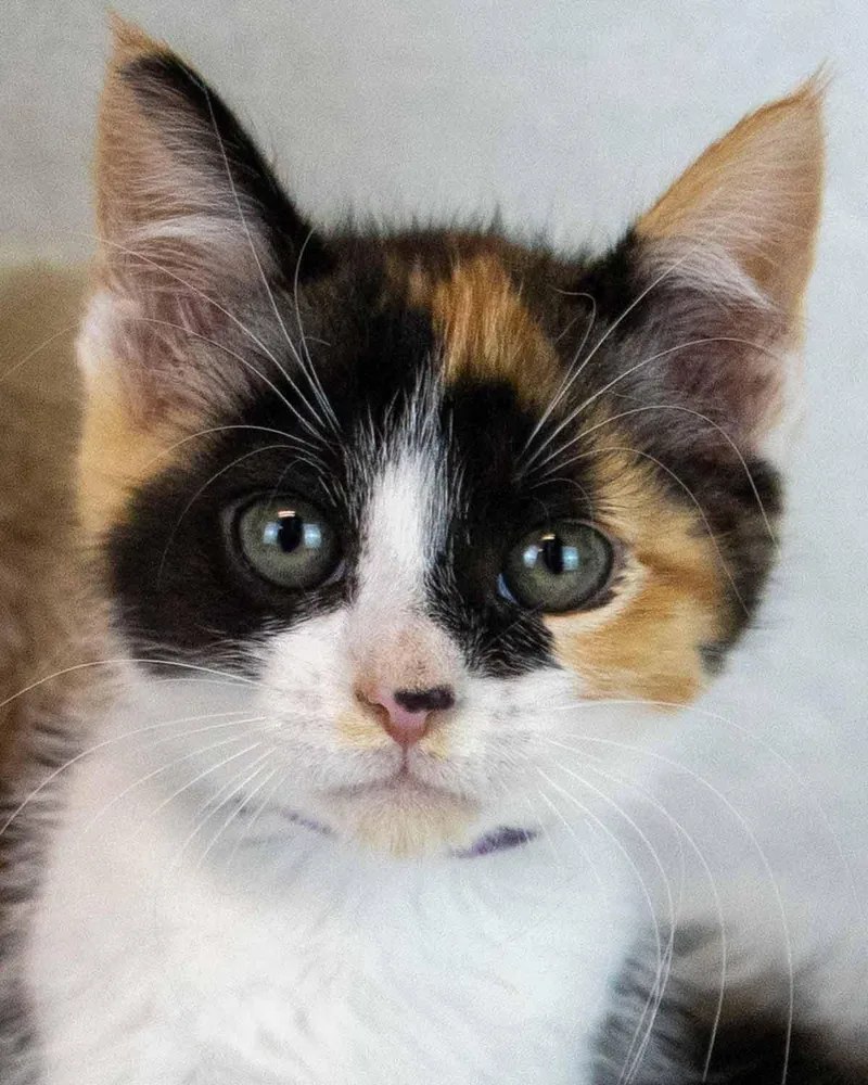 A baby medium-sized female Domestic Short Hair cat named Clarabelle for adoption in Kennesaw, GA