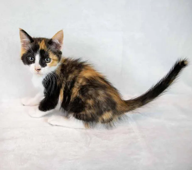 Clarabelle thumbnail 3