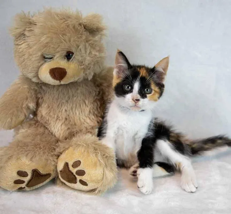 Clarabelle thumbnail 4