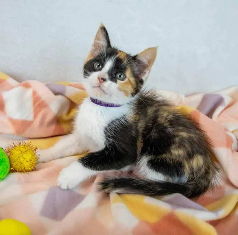 Clarabelle thumbnail 5