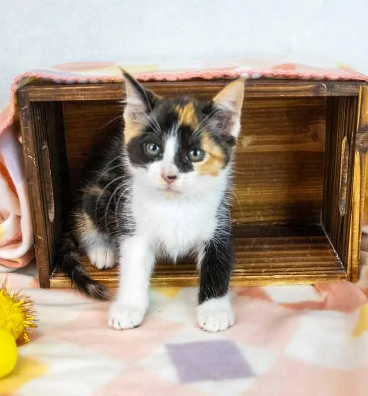 Clarabelle thumbnail 6