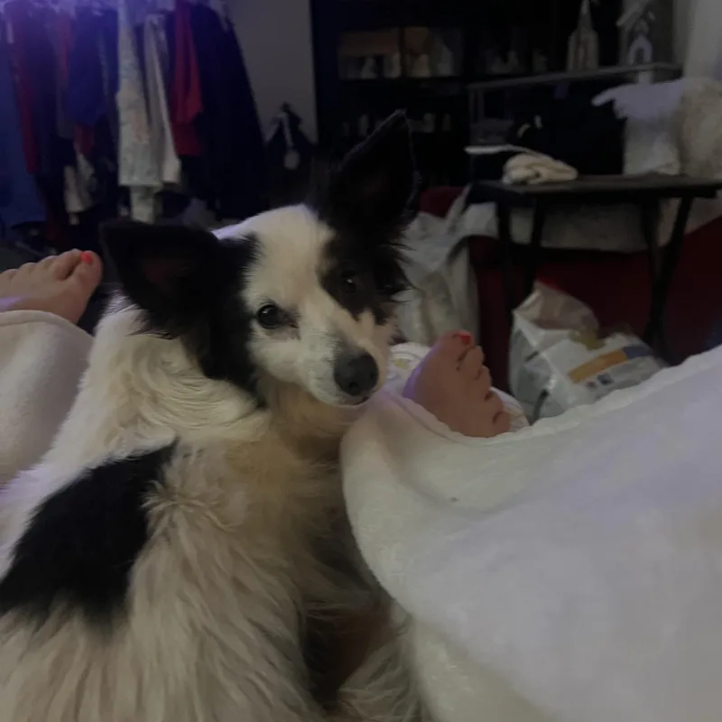 An adult small-sized male Black Papillon dog named Bubba for adoption in Mobile , AL