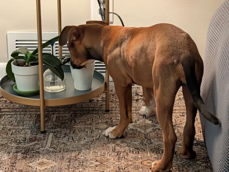 A baby medium-sized female Boxer dog named Ruby for adoption in Aurora, IL
