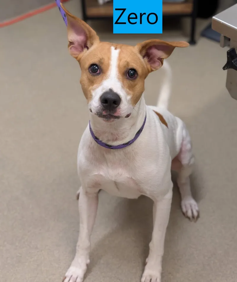 An adult medium-sized male Hound dog named Zero for adoption in Mount Vernon, OH