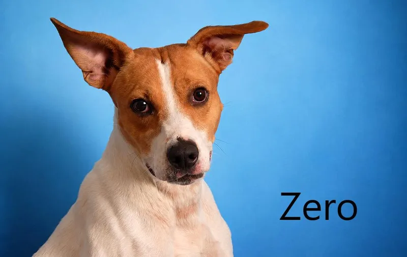 Zero thumbnail 2