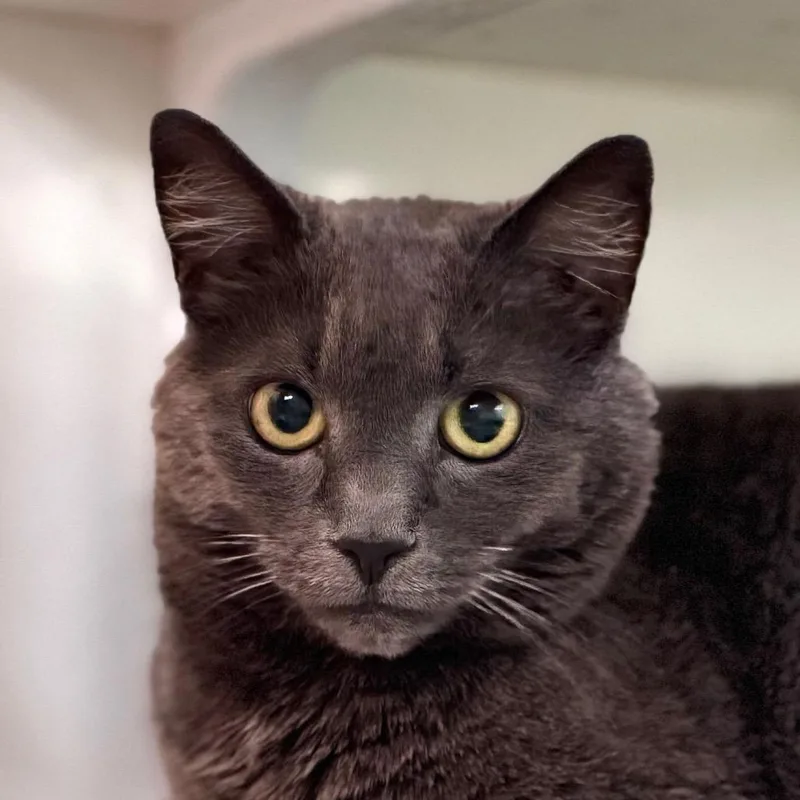 An adult medium-sized female Gray / Blue / Silver Domestic Short Hair cat named Gracie for adoption in Salisbury, MA