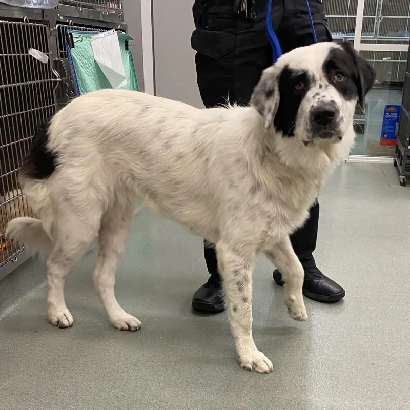 An adult large-sized female Newfoundland Dog dog named Leilani for adoption in Westminster, CA