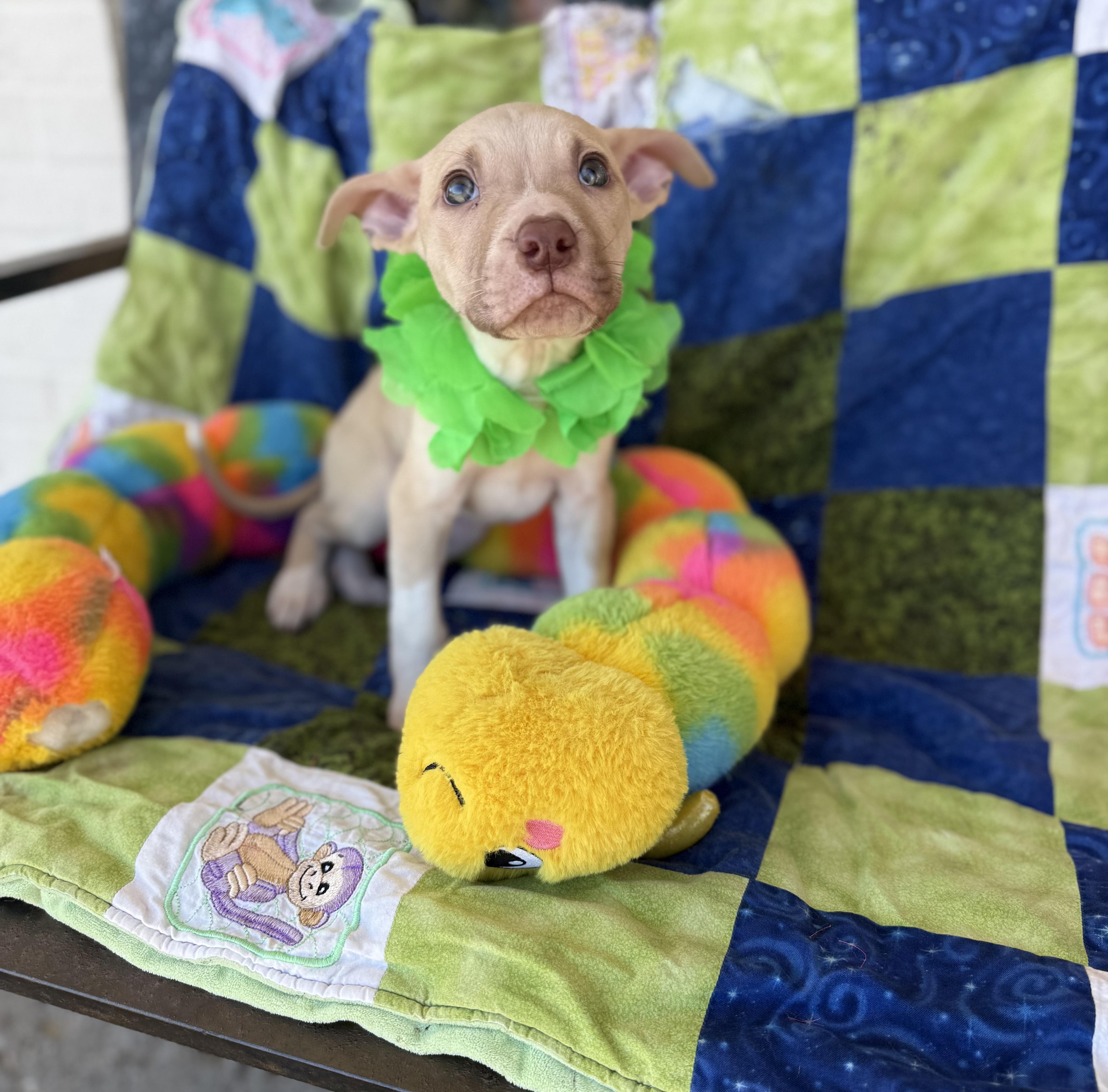 A baby medium-sized male Labrador Retriever dog named Duke for adoption in White Lake, MI