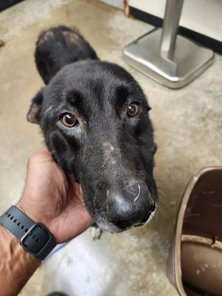 A baby large-sized female Mixed Breed dog named Kahya for adoption in Lockhart, TX
