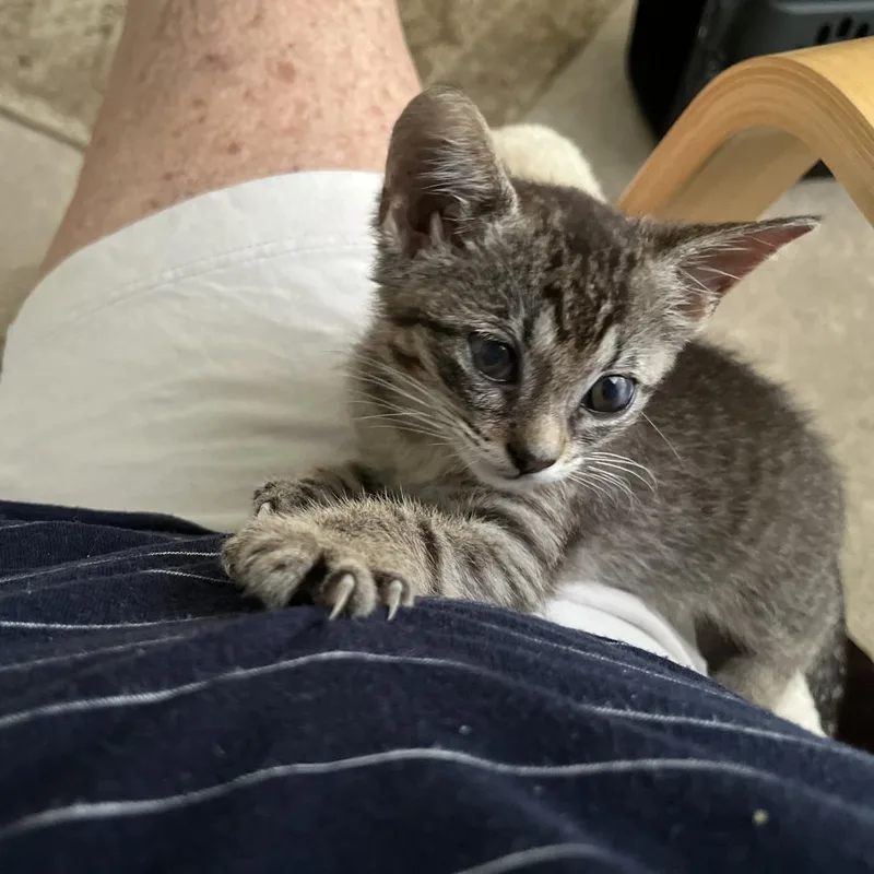 A baby small-sized female Brown / Chocolate Domestic Short Hair cat named Rozzum for adoption in Columbia, MO