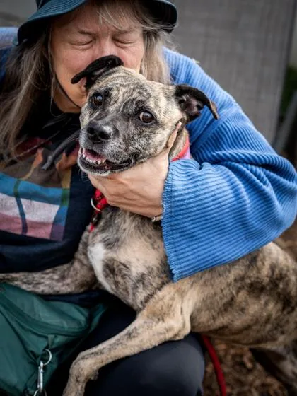 A senior medium-sized female Mixed Breed dog named Juniper for adoption in Chamblee, GA