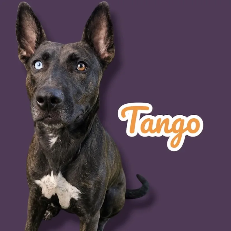 A young medium-sized female Brindle Dutch Shepherd dog named Tango for adoption in Scottsdale, AZ