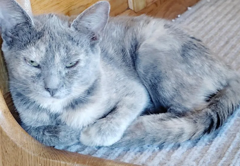 A baby large-sized female Domestic Short Hair cat named Pepper for adoption in San Jacinto, CA