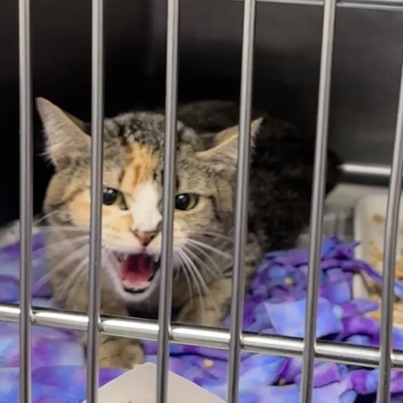An adult medium-sized female Torbie Domestic Short Hair cat named Benz for adoption in Abilene, TX